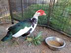 Adopt *RANDY a Black Duck / Mixed bird in Camarillo, CA (33146356)