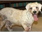 Adopt Colley a Poodle, Havanese