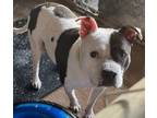 Adopt Shakes a American Staffordshire Terrier, Mixed Breed