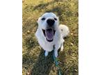 Ragnar Great Pyrenees Adult Male
