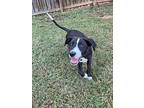 Wheezie Border Collie Young Female