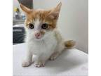 Strange Domestic Shorthair Kitten Male
