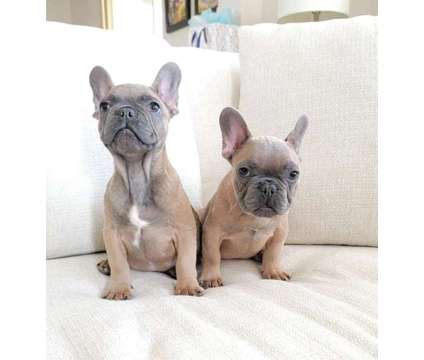Blue Fawn French bulldog is a Blue Male French Bulldog Puppy For Sale in Los Angeles CA