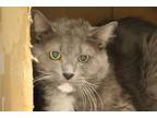 Adopt WALLY a Gray or Blue (Mostly) Turkish Angora / Mixed (long coat) cat in