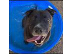 Adopt Tank a Black American Pit Bull Terrier / Labrador Retriever / Mixed dog in