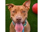 Adopt Sedona a Brown/Chocolate American Pit Bull Terrier / Mixed dog in Marana