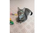 Adopt Dizzy a Brown Tabby Domestic Shorthair (short coat) cat in Byron Center