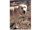 Adopt Oakley a Golden Retriever / Labrador Retriever dog in Council Bluffs