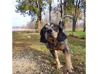 Adopt King a Gray/Silver/Salt & Pepper - with Black Bluetick Coonhound / Mixed