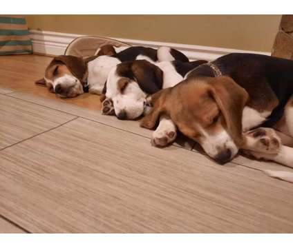 Beagle Puppies - Purebred is a Female Beagle Puppy For Sale in Surrey BC