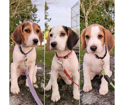 Beagle Puppies - Purebred is a Female Beagle Puppy For Sale in Surrey BC