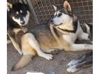 Adopt Tootsie/Wolfdog a Gray/Silver/Salt & Pepper - with White Husky / Alaskan