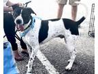 Adopt Dash a Black - with White Terrier (Unknown Type, Medium) / Border Collie /
