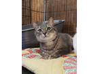 Adopt Jedi a Gray, Blue or Silver Tabby Domestic Shorthair (short coat) cat in