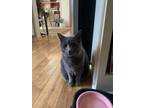 Adopt Rory a Gray or Blue Russian Blue / Mixed (short coat) cat in Washington