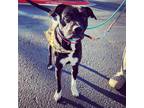 Adopt Pancho a Labrador Retriever / American Pit Bull Terrier / Mixed dog in