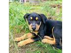 Adopt Kimchee a Black Shepherd (Unknown Type) / Mixed dog in Tuba City
