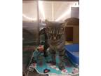 Adopt Dee Dee a Brown Tabby Domestic Shorthair (short coat) cat in Byron Center