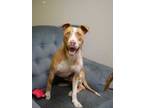 Adopt Huckleberry a Brown/Chocolate American Staffordshire Terrier / Mixed dog