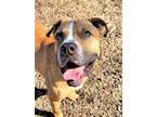 Adopt EVEREST a Brown/Chocolate - with White American Staffordshire Terrier /