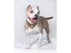 Adopt CAYCEE a Brindle - with White American Staffordshire Terrier / Mixed dog