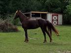 Beautiful gentle TWH mare
