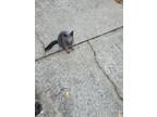 Adopt Elsa a Gray or Blue American Shorthair / Mixed (short coat) cat in Graham
