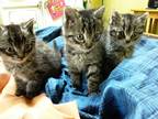 Adopt Brownsville Babies a Spotted Tabby/Leopard Spotted American Shorthair