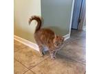 Adopt Zoey a Orange or Red Tabby American Shorthair / Mixed (short coat) cat in