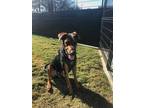 Adopt WOLVERN a Black - with Tan, Yellow or Fawn Doberman Pinscher / Mixed dog