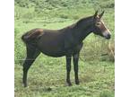 Gaited Yearling Molly Mule