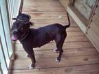 Adopt Harley a Jack Russell Terrier, Pit Bull Terrier