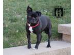 Adopt Roly Poly a Boston Terrier, Pug