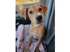 Adopt Ripley a Labrador Retriever, Beagle
