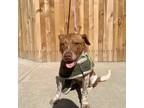 Adopt Brody a Brown/Chocolate - with Tan Staffordshire Bull Terrier / Mixed dog
