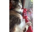 Adopt Booboo (Courtesy Post) a Domestic Mediumhair / Mixed cat in Council