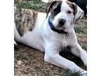 Adopt Alysiam a Brindle American Pit Bull Terrier / Brittany / Mixed dog in