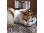 Adopt Zucca a Orange or Red (Mostly) American Shorthair (short coat) cat in