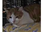 Adopt Pumpa a Orange or Red (Mostly) American Shorthair (short coat) cat in