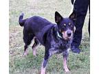 Adopt Stacy a Black - with Gray or Silver Blue Heeler / Australian Cattle Dog /
