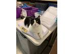 Adopt Dodge a Black & White or Tuxedo Domestic Shorthair / Mixed cat in Bolton