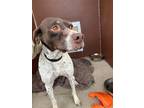 Adopt Yams a White - with Brown or Chocolate Pointer / Mixed dog in Reno