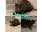 Adopt Patsy a Gray or Blue Russian Blue (short coat) cat in Montclair
