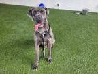Adopt JAMES a Gray/Blue/Silver/Salt & Pepper Mastiff / Mixed dog in Doral