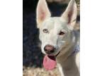Adopt Daffodil a White Labrador Retriever / Husky / Mixed dog in Waco
