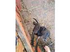 Adopt Tater a Black Labrador Retriever / Mixed dog in Mount Holly, NC (33162885)