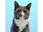 Oliver, Domestic Shorthair For Adoption In Beacon, New York