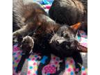 Quincy, Domestic Shorthair For Adoption In Beacon, New York
