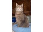 Adopt Sasha (Indoor Only/Friendly) a Domestic Short Hair