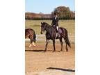 Friesian Sporthorse Kid safe Loves people Shown Vetted